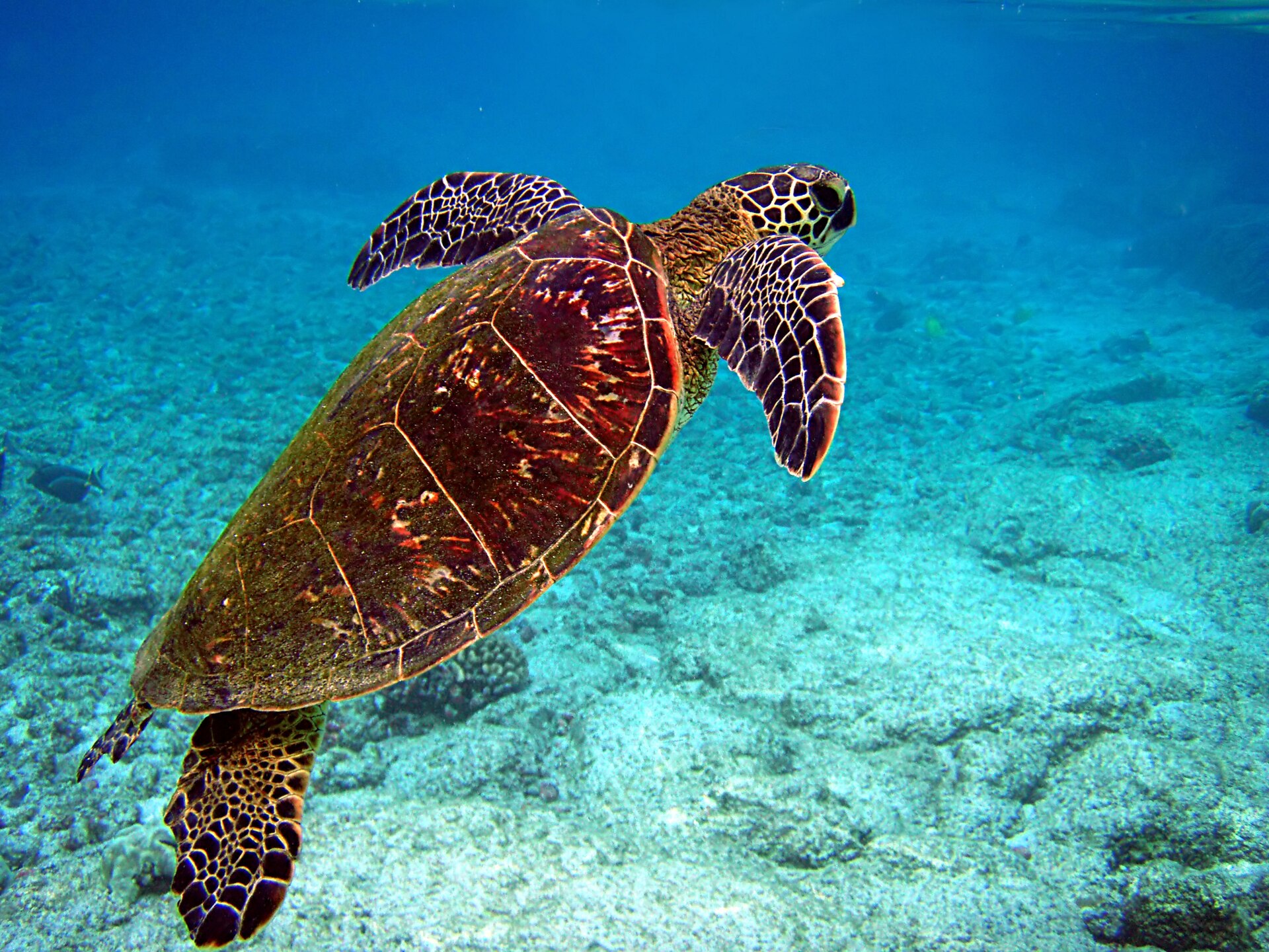 Green sea turtle surfacing for air