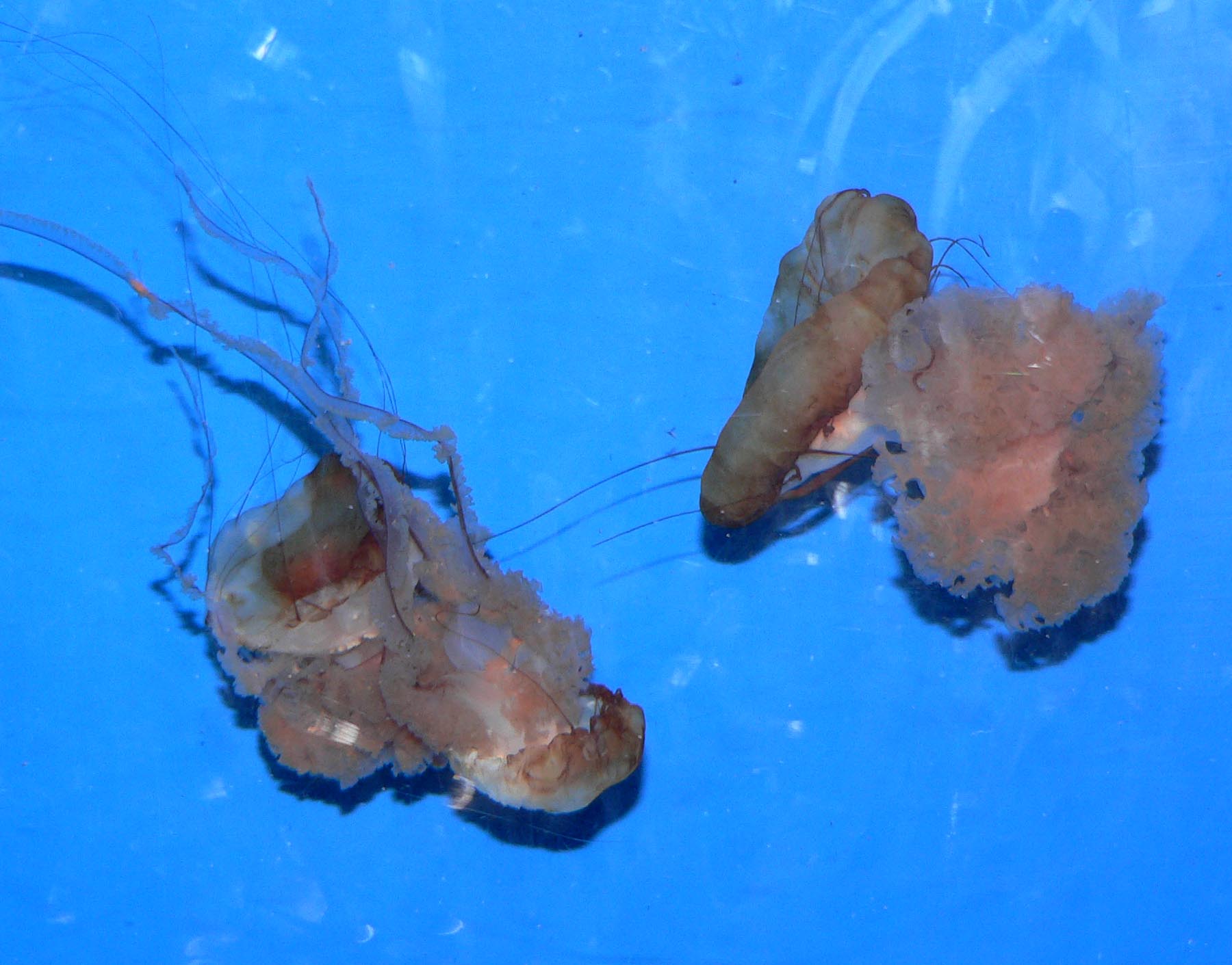 Pacific sea nettles drifting in a circular tank