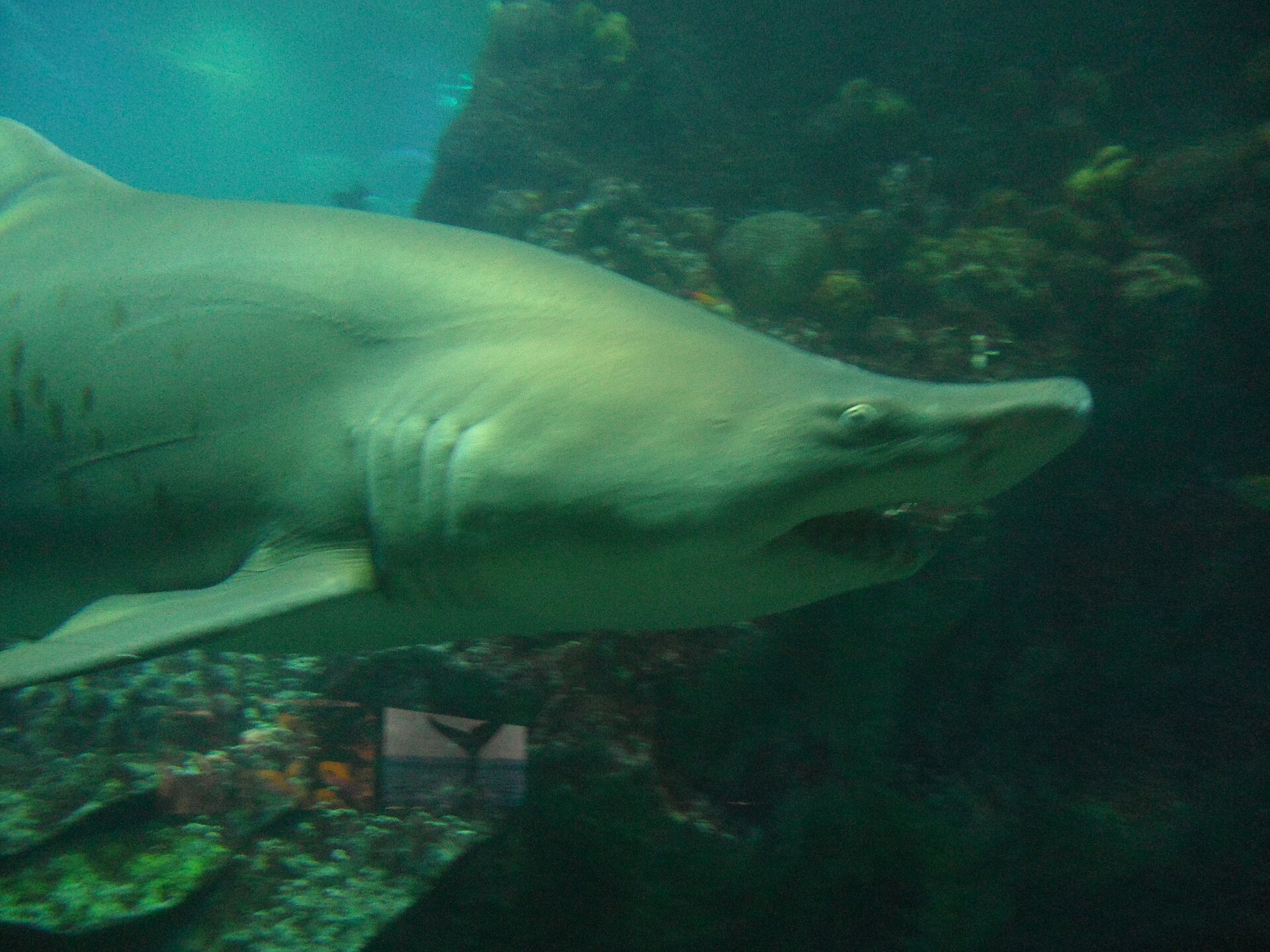 Sand tiger shark in a public tank