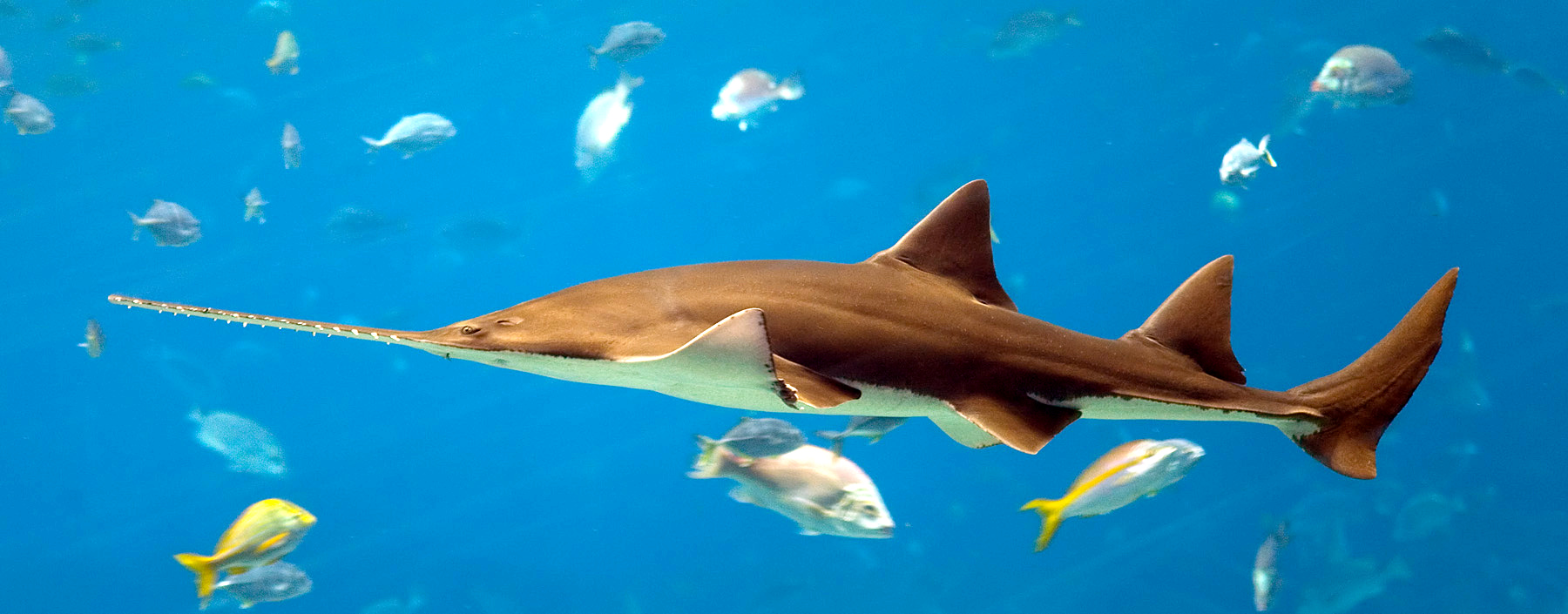 Large sawfish resting on the sand of a public aquarium exhibit