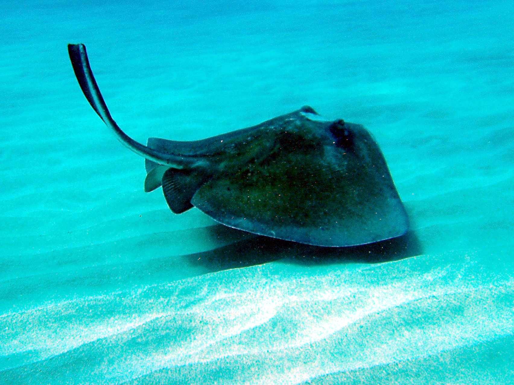 Southern stingray on a sandy tank floor